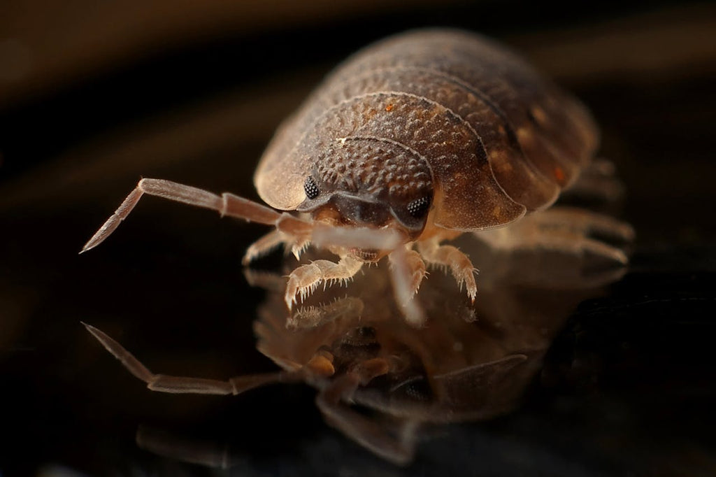 Keeping Bed Bugs at Bay: Tips for Protecting Your Mattress